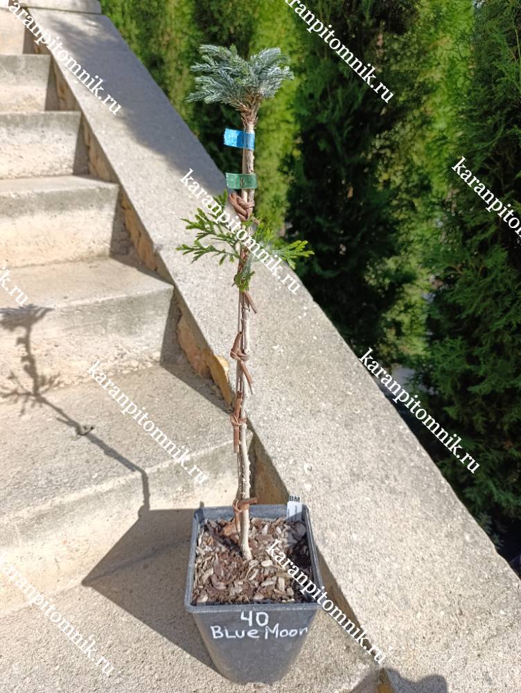 Кипарисовик горохоплодный Блю Мун (штамб Ра40) фото